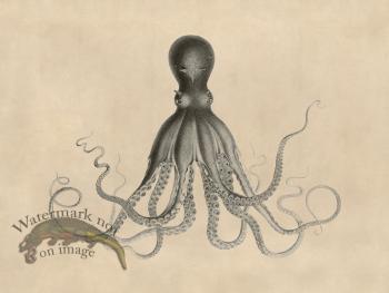 Savigny Octopus Tan